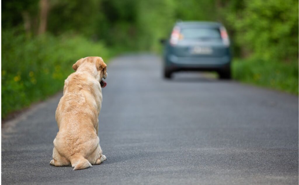 Lost dog sitting on the side of the road with a car.