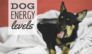 Chihuahua geeuwt (onderschrift: Dog Energy Levels)