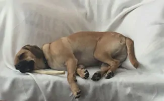 Pugalier sleeping on sofa