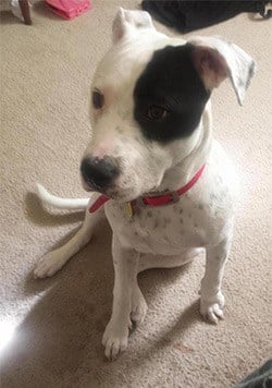 Luna sitting on beige carpet