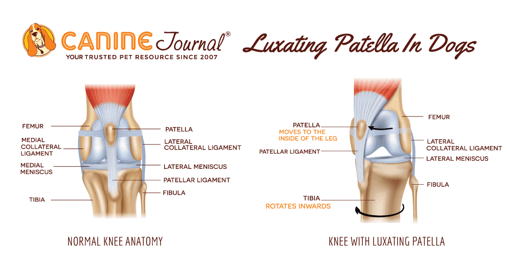 Luxating Patella In Dogs Graphic