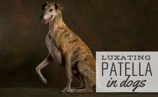 A tabby greyhound sitting on the ground with leg raised (Caption: Luxating Patella In Dogs)