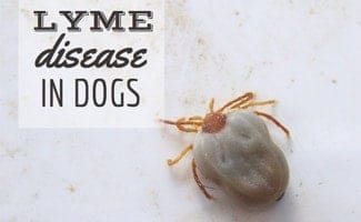 Tick close up (caption: Lyme Disease In Dogs)