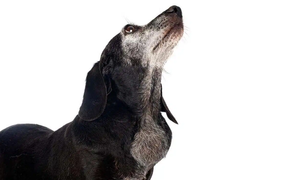 Dachshund with lump on throat in front of white background