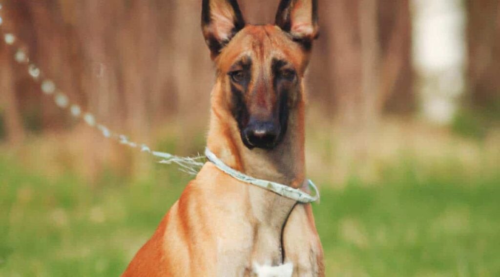 Mahogany Belgian Malinois sitting on leash outside