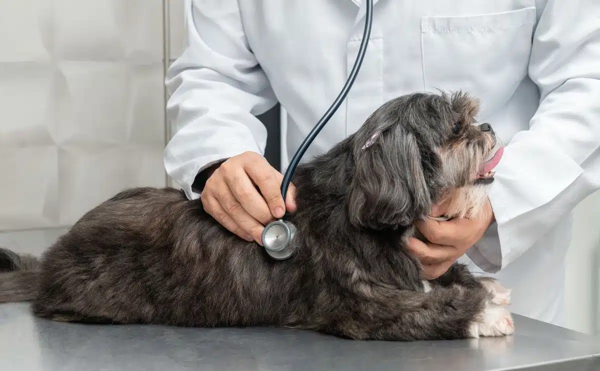 male vet examining shih tzu dog with stethoscope at a clinic