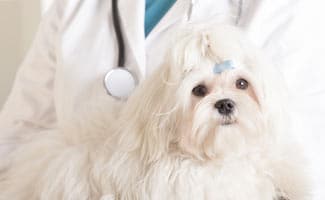 Maltese Dog With Vet