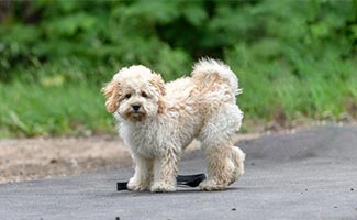 Maltipoo standing on driveway