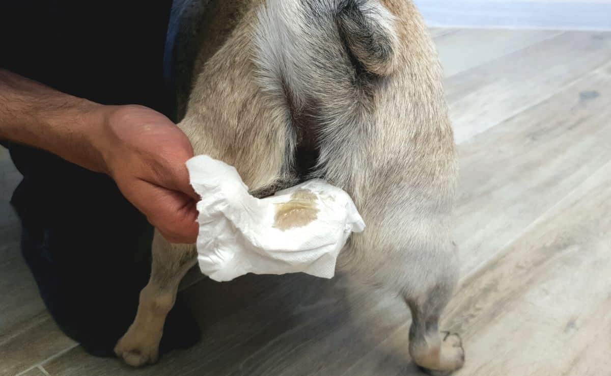 Man clean the anal glands of a dog.