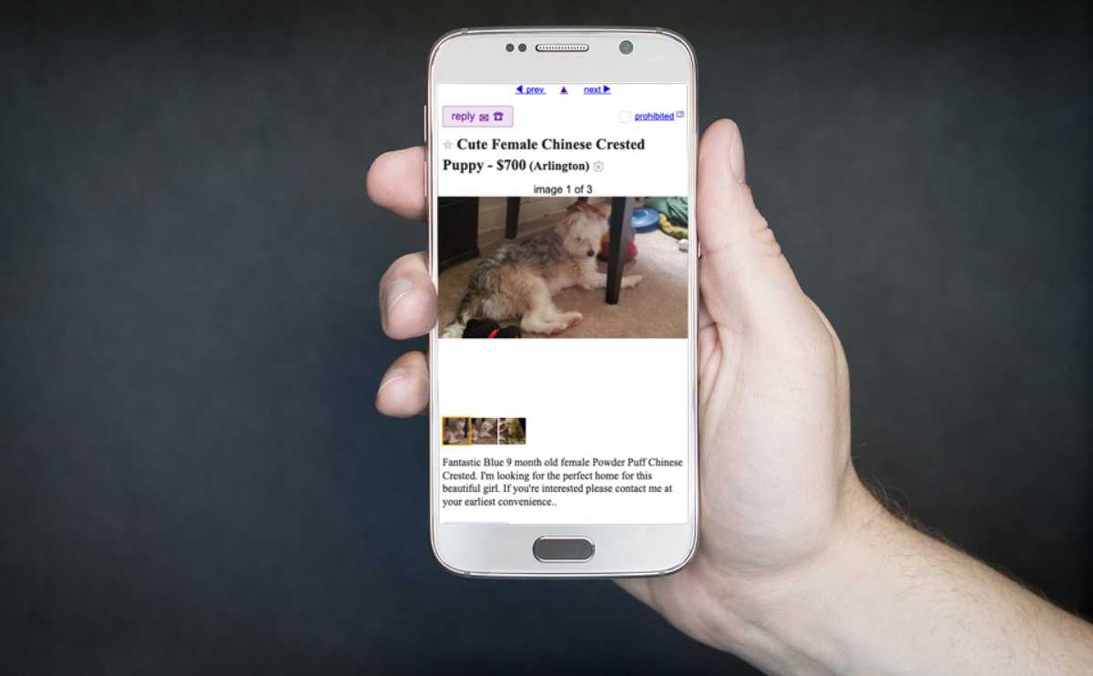 Man holding smartphone with Craigslist ad for puppy.