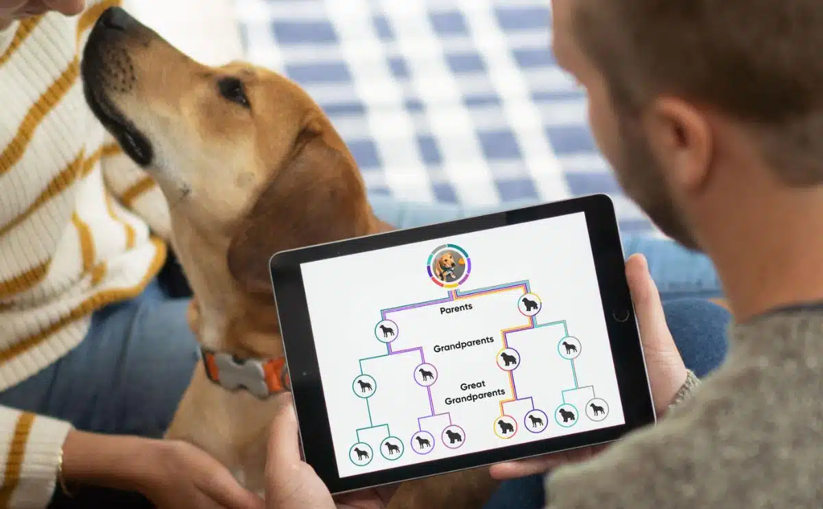 man looking at embark dog dna tree on ipad with woman petting dog in the background
