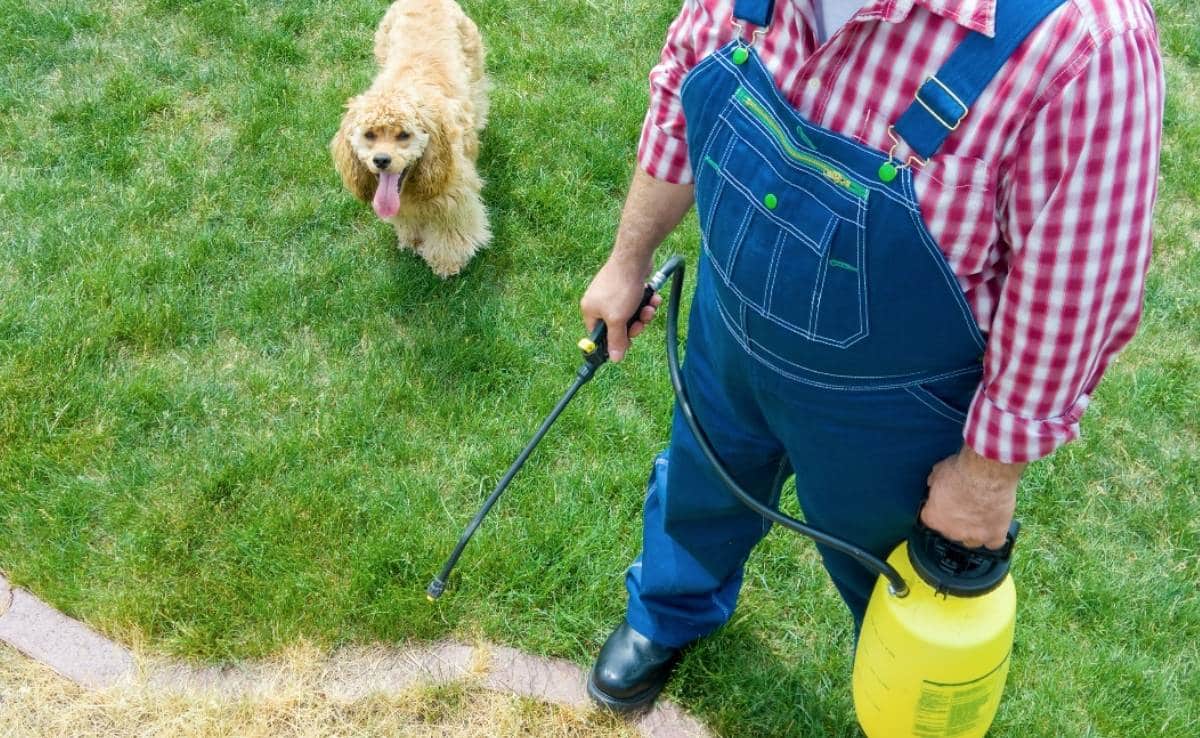 De mens die gras in een bloembed in zijn werf met onkruiddoder bespuit die door zijn leuke kleine gouden cocker-spaniëlhond wordt gadegeslagen in een hoge hoekmening