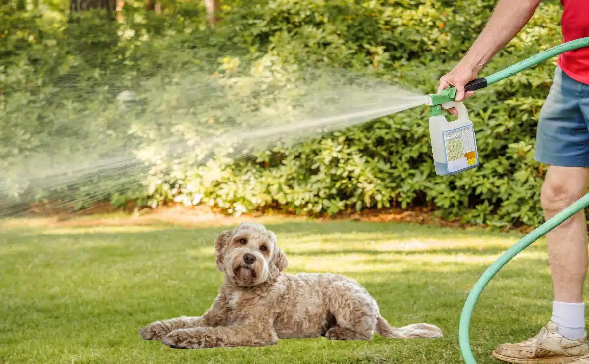 Dog safe bug spray cheap