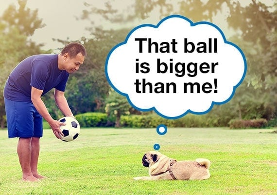 Man trying to convince Pug dog to play with soccer ball