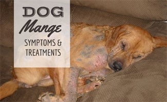 home remedy for mange in dogs borax