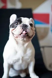 Manny the Frenchie sitting