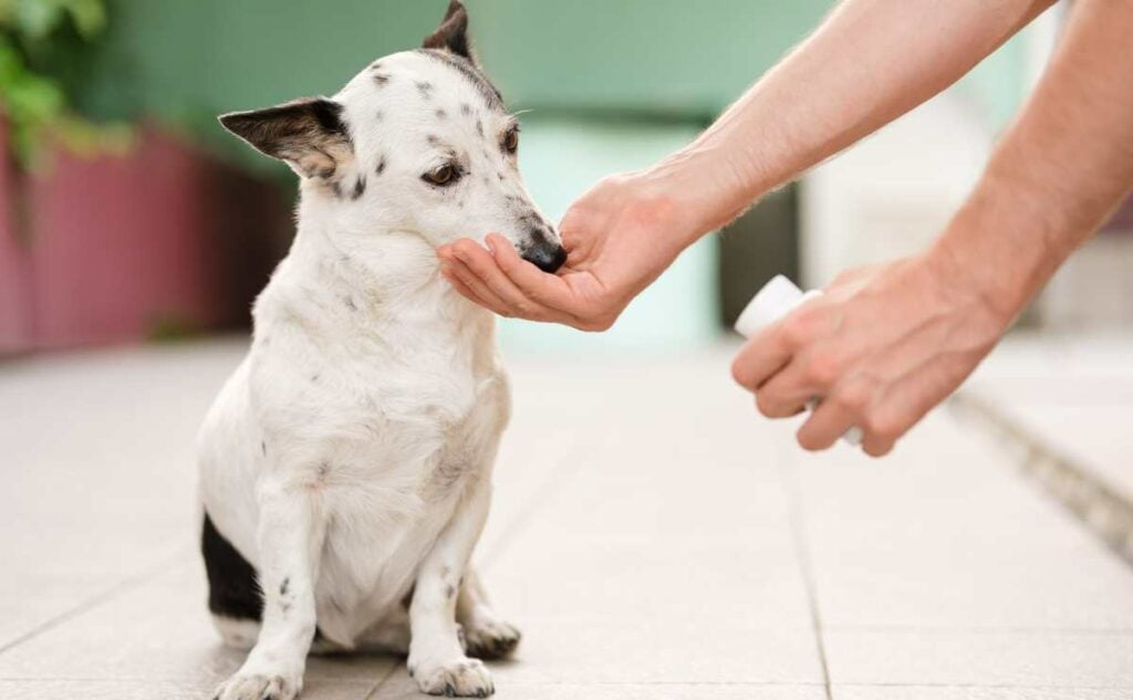 Man's hand giving cute small black and white dog medicine pills for arthritis.