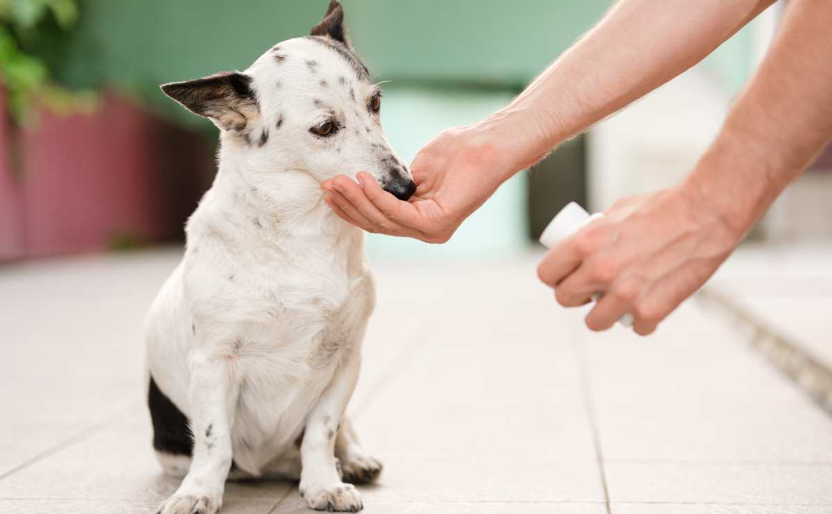 Man's hand giving cute small black and white dog medicine pills for arthritis.