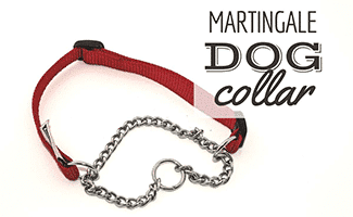 Martingale Dog Collar on white background (Caption: Martingale Dog Collar)