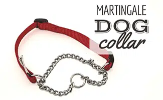 Martingale Dog Collar on white background (Caption: Martingale Dog Collar)