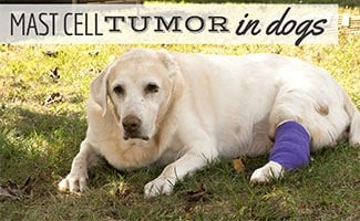 Senior Yellow Labrador Retriever fighting cancer sitting in grass (Caption: Mast Cell Tumor In Dogs)