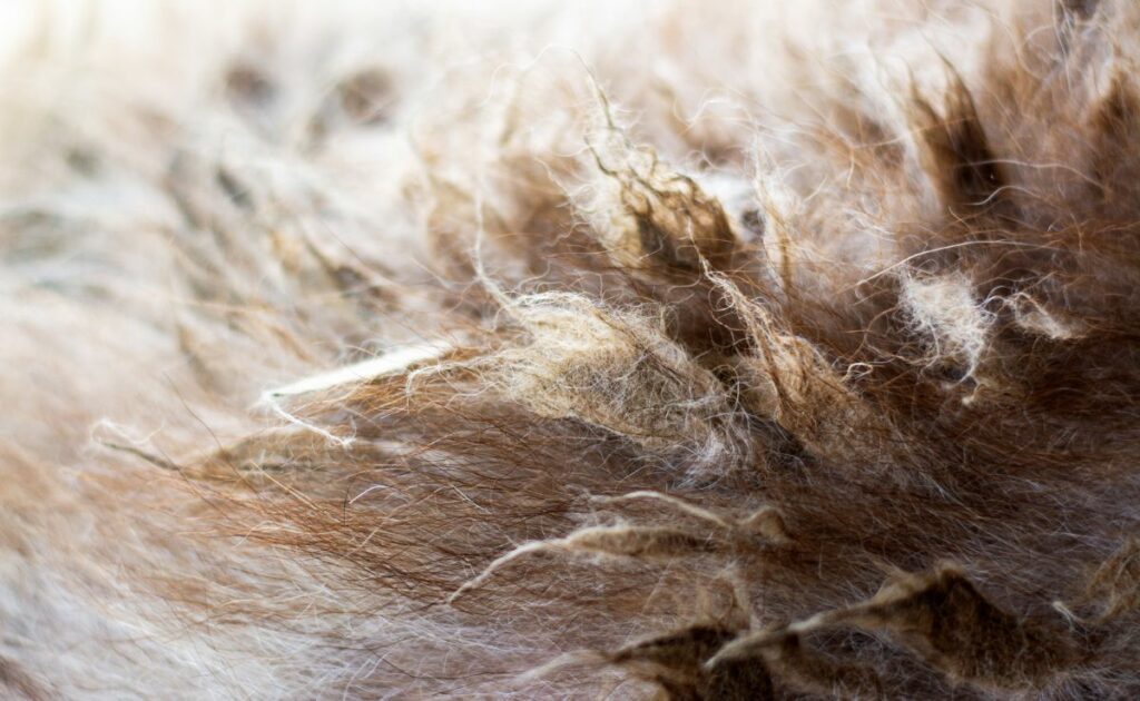 Closeup view of the felted dog brown hair of Siberian Husky dog. Severe matting and unhealthy neglected coats requiring immediate action and removal to allow the relief of suffering and discomfort.