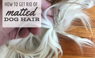 best way to cut matted dog hair