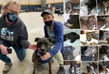 Max rescue with parents and collage of images.