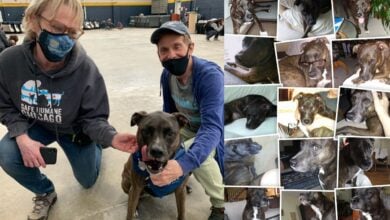 Max rescue with parents and collage of images.