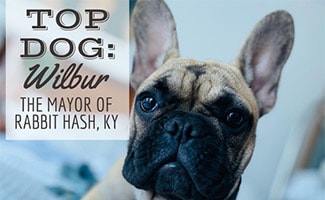 Wilbur Beast (Caption: Top Dog: Wilbur, The Mayor Of Rabbit Hash, KY)