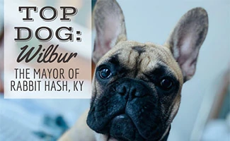 Wilbur Beast (Caption: Top Dog: Wilbur, The Mayor Of Rabbit Hash, KY)