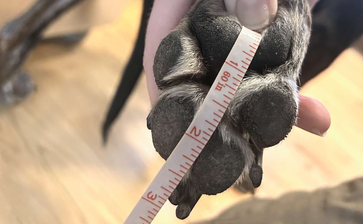 Measuring for pawz dog booties.