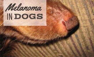 Dog snout with melanoma (Caption: Melanoma In Dogs)