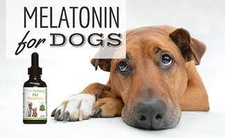 can i give my dog melatonin for anxiety