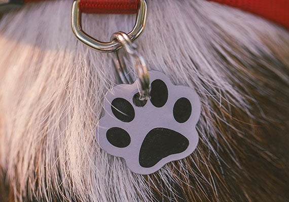 Metal dog tag on collar that bangs on stainless steel dog bowls making noise