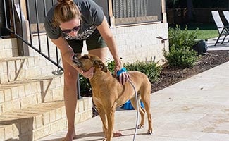 Using Aquapaw on dog outside with hose