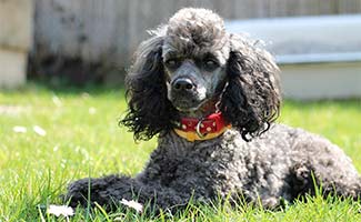 Miniature Poodle laying in grass