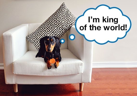 Miniature Dachshund sitting on couch with small ball dog toy in paws