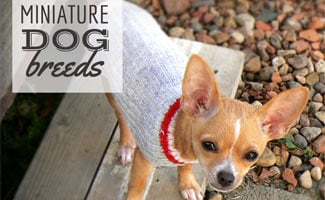 Chihuahua in sweater looking up at camera (text in image: Miniature Dog Breeds)