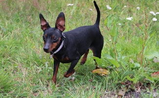 The Miniature Pinscher