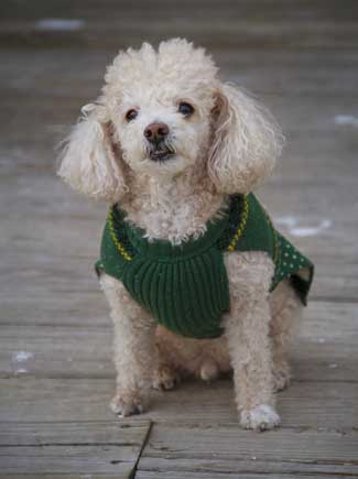 Miniature Poodle in green sweater vest