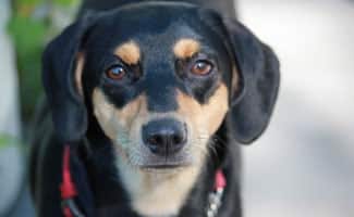 Mixed Breed Dog close up
