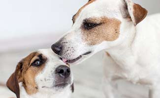 Dog mom cleaning puppy