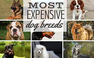 Image Grid of 9 Expensive Dog Breeds (caption: Most Expensive Dog Breeds)