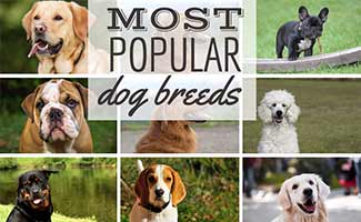 what are the most popular dogs in america