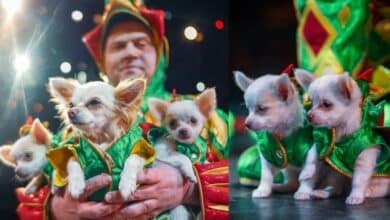 Piff the Magic Dragon with 3 cloned dogs.