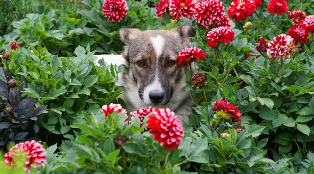 multi-colored dog in red flowers dahlias on a flowerbed