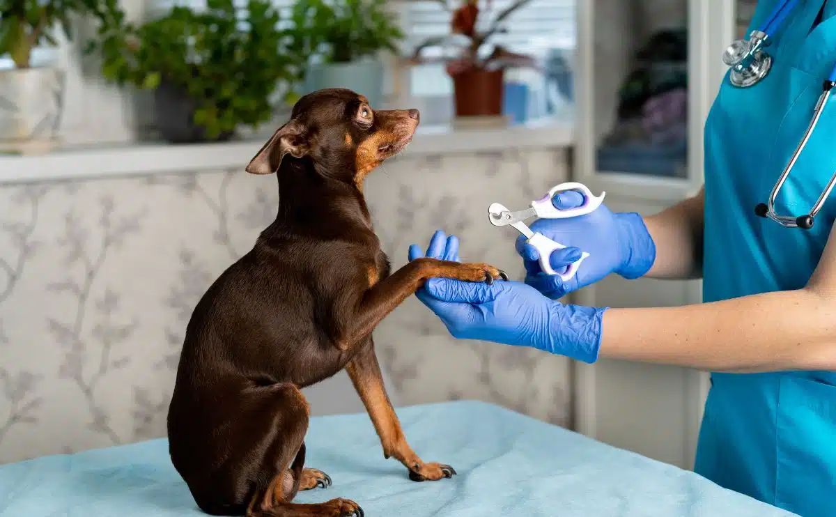 nail clipping of a small dog by a veterinarian in uniform, veterinary clinic