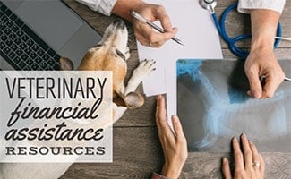 Person at vet with dog looking at xrays with laptop (Caption: Veterinary Financial Assistance Resources)