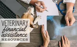 Human hands on desk with dog (Caption: Veterinary Financial Assistance Resources)